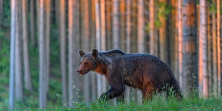 Slovakia approves cull of 350 bears after latest fatal attack