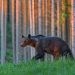 Slovakia approves cull of 350 bears after latest fatal attack