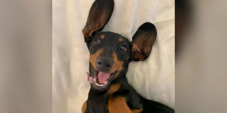 Smelly T-shirt played a key role in catching Valerie, the dog lost for 529 days