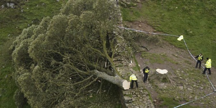 Sycamore Gap: Two men convicted of felling one of UK’s most famous trees