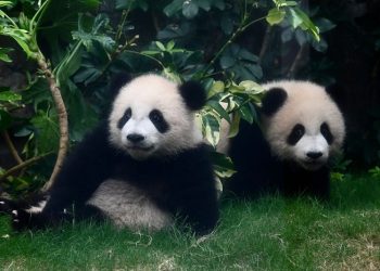 Hong Kong’s baby pandas finally get names. Meet Jia Jia and De De