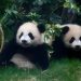 Hong Kong’s baby pandas finally get names. Meet Jia Jia and De De