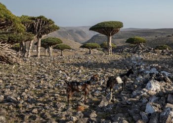 These dragon’s blood trees exist in only one place on Earth. Now their survival is under threat