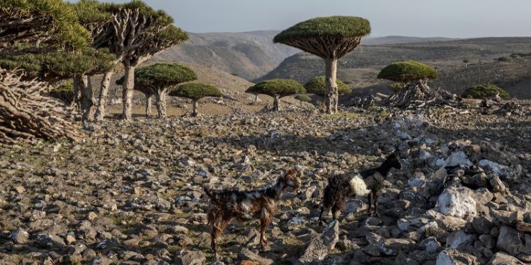 These dragon’s blood trees exist in only one place on Earth. Now their survival is under threat