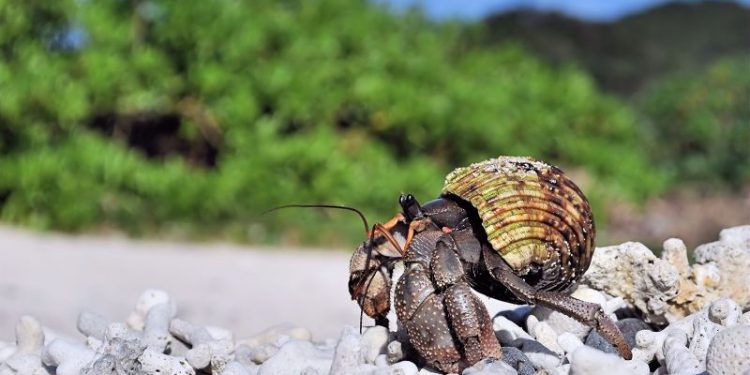 Three Chinese nationals arrested in Japan after thousands of protected hermit crabs found smuggled in suitcases