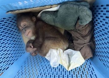 Thai man arrested for alleged smuggling of two baby orangutans