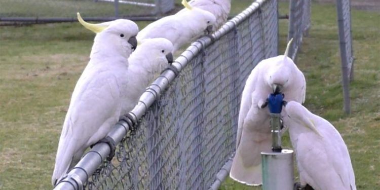These clever birds can open trash cans and drink from water fountains